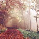 Paula Shanahan Profile Picture