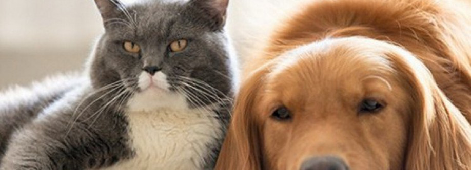 Коти та собаки, і їхні веселі друзі Cover Image