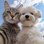 Коти та собаки, і їхні веселі друзі